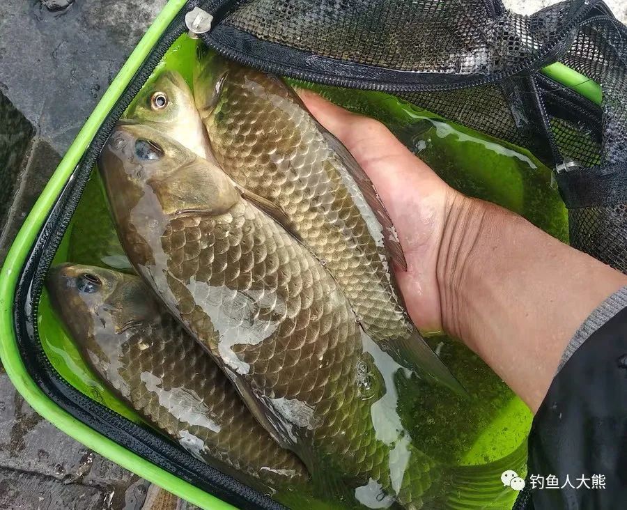  「轻松」鲫鱼最好钓的时间是3月半，若背熟这些老经验，新手都能轻松爆护