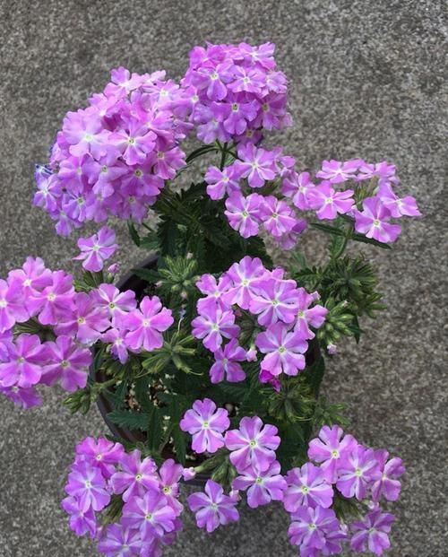 『盆栽』家养盆栽植物,选“铺地锦”,花色五彩缤纷,花期达半年