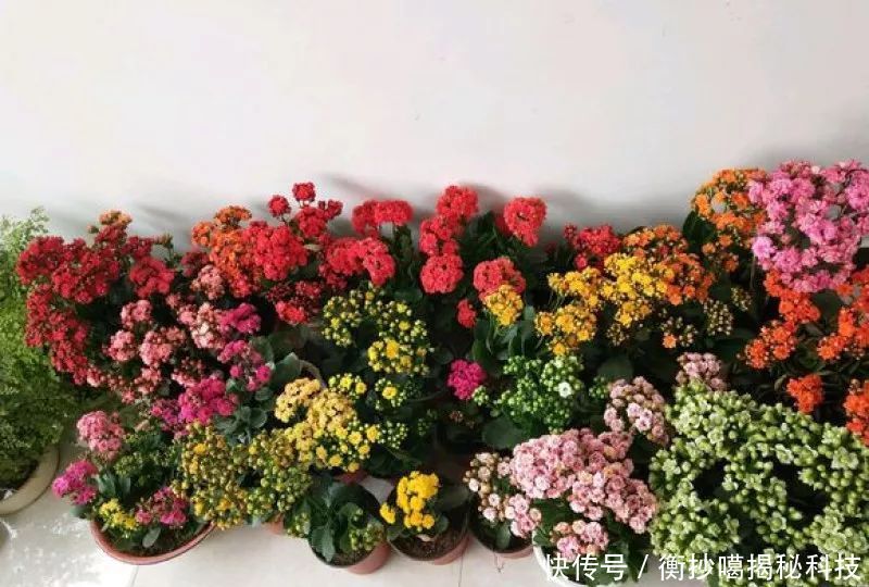 小妙■养花小妙招,花开爆满盆