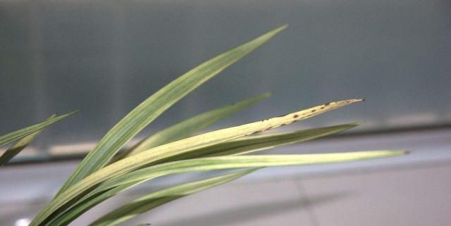  「黄叶和黑斑」兰花夏天黄叶还有黑斑？7个原因，对症下药