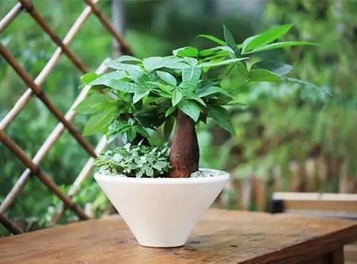  「铜钱草」房间光线不好？那就养这8种耐阴植物！