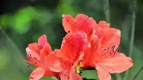 『难养』这5种花, 难养出名了, 养护要点全在这