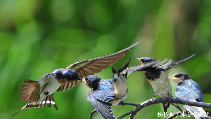 燕子不落苦寒之家，不进愁家门，他们是怎么判断的呢？