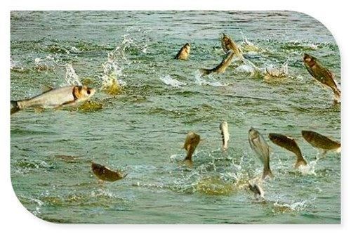  [补贴]现在在农村创业搞养殖，会有哪些方面的政策补贴？这几个