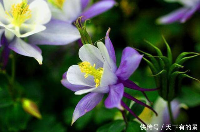 「名字」3种花名字很俗气,但非常好养活,开花量大爆盆简单,谁养谁喜欢
