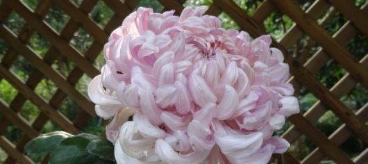  「花中」喜欢养花，不要错过“花中隐士”菊花，开花爆盆好养活！值了