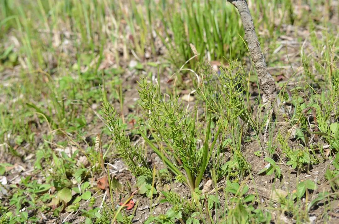 农村一草叫“吸金草”，体内含有黄金，价值极高，晒干了20一斤