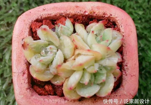「打动」多肉织锦,凭美貌打动人心,控养更容易养出果冻色