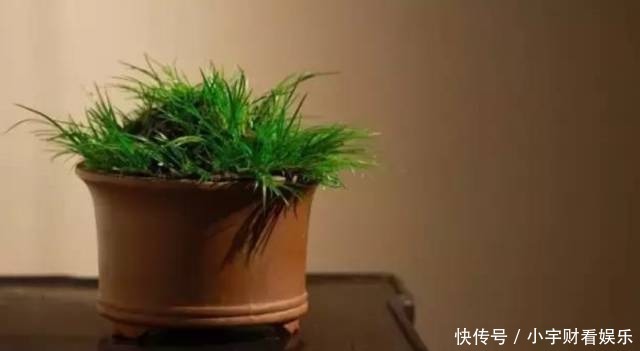 『养眼』菖蒲:此为寿品,玩者珍惜!太养眼!