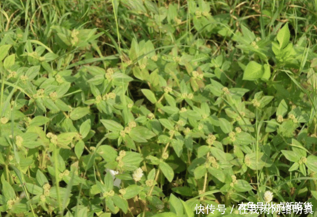  皮肤|农村路边一种野草，广西人用它治一切皮肤湿毒，脚癣泡一泡