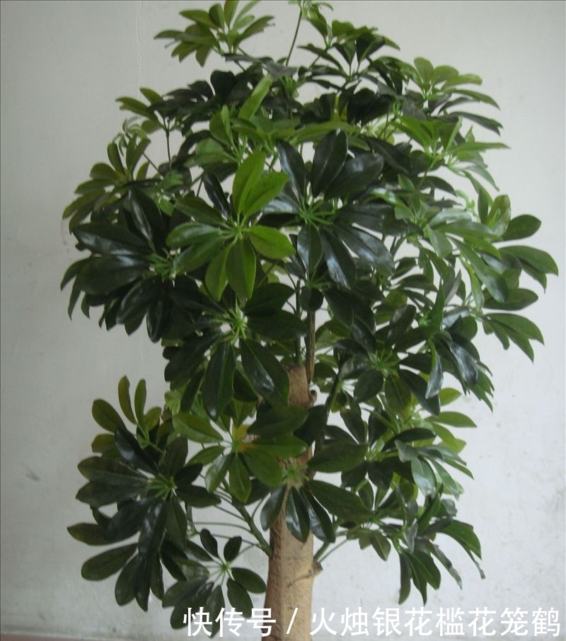 【养殖】发财树在家中如何养殖,注意这三种方法,发财树也可以枝繁叶茂