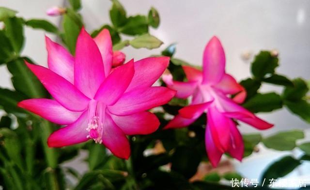 『适合』3种花很奇特,倒吊着生长更漂亮,素雅多变味道香,适合新手养护