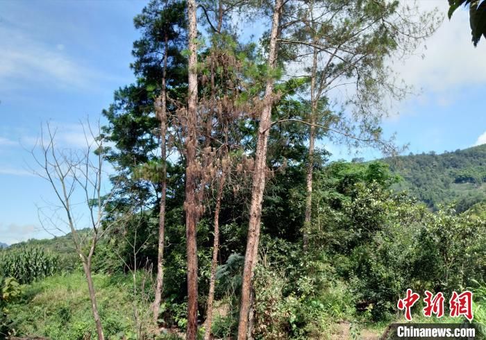  云南省林草■云南部署重大有害生物防治工作 力争2022年撤销松材线虫病疫区