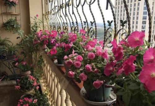 「凤仙花」养盆凤仙花,常年开花,花瓣能染指甲,小时候过家家经常玩