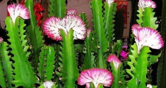 「适合」有5种花卉,花色绚丽,花期长,优美妖娆,适合在阳台养护和观赏