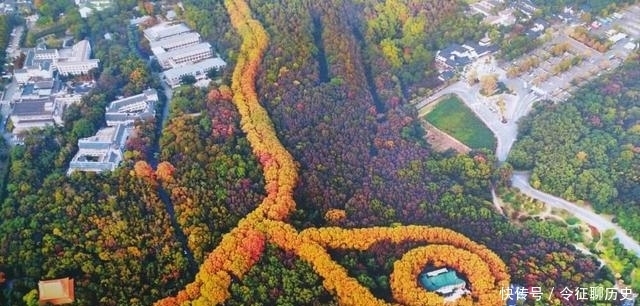  #谁种#南京城中这么多梧桐树究竟是谁种的？真是蒋介石为宋美龄种的吗？