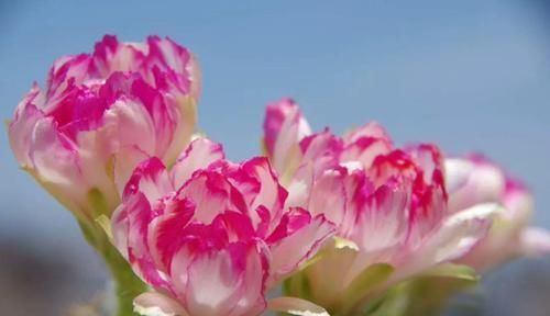  『令箭荷花』6种“荷花”，不用水只用土，开花一茬接一茬！