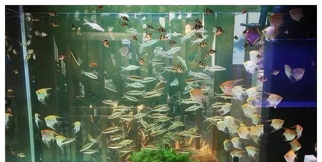  『溶氧量』高密度饲养观赏鱼，怎么保证观赏鱼和水质不出问题？关键在“勤”