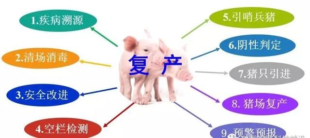 从发生非瘟到复养，需要多久时间？养殖户复产要这些经历的流程