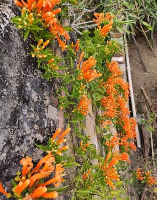  「开成」养棵“炮仗花”，花开3季，阳台开成花园，花瓣漂亮，不怕低温