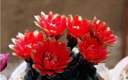  『绯花』绯花玉，越懒开花越爆盆，一个月不喝水，花色妖艳开满盆，美极了
