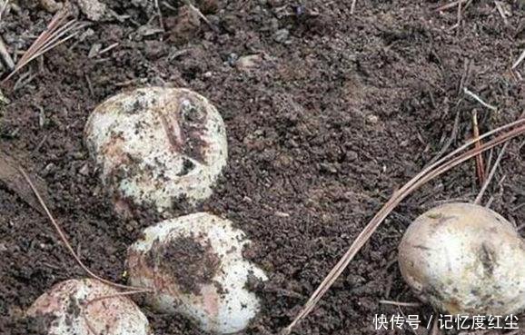 大爷在草堆里发现一堆“白色石头”，仔细辨认后，笑得合不拢嘴