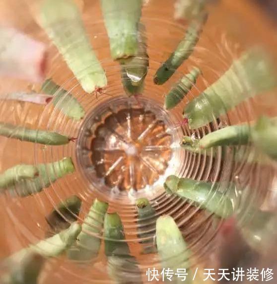  『扦插』养护神器：塑料瓶千万别扔，用来养花用处多