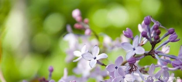 『到底长什』很多人听过丁香花这首歌,却没有见过真正的丁香,其实它真的很美