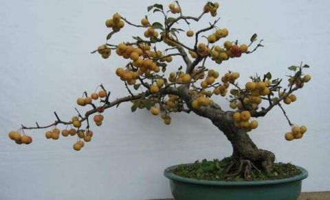 这种植物果实像苹果 现在数量稀少 野外见到要珍惜