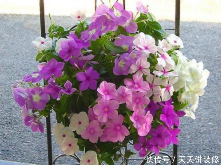 漂亮@4种便宜花,却开花特漂亮,10元两盆,个个开成花球,四季有花赏