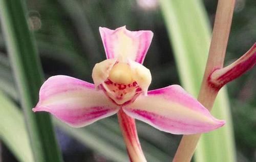  养兰：曾价格不菲的两款兰花，花色艳丽无比，花型独特罕见，养兰必选