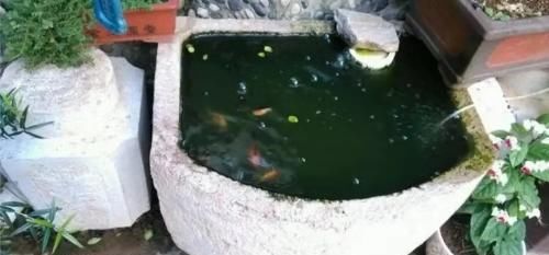  「蔬菜」是不是很多观赏鱼都爱吃水果蔬菜，需要定期给它们投喂一些吗？