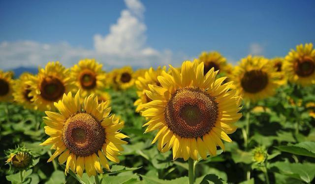  「适合」3种花适合养在室内，开花就爆盆，观赏性很高，好养易活适合新手