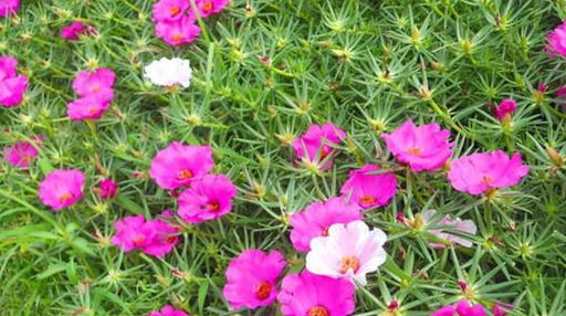  特别|注意这3点，太阳花1盆就能开满院子，花期200天，棵棵“爆”开！