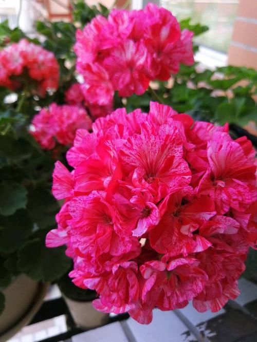 #枝条#天竺葵养好了，也能开，4点养护小知识，把阳台开成花园