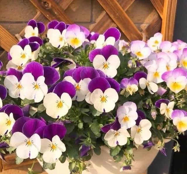  『排水良好』推荐一花多色的5种植物，缤纷多姿