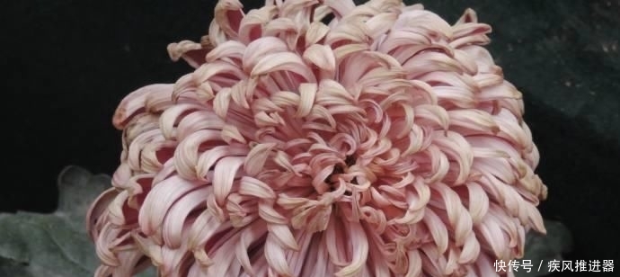 形似■喜欢多肉,不如养盆“石莲花”,叶片晶莹剔透,形似池中莲花,美