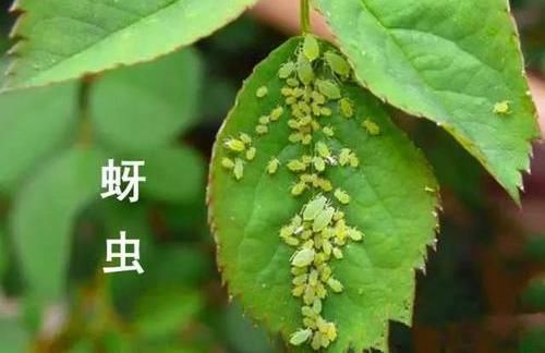  『药剂』养护遇到红蜘蛛，一块蚊香就搞定，虫卵都能杀死，有效又实用