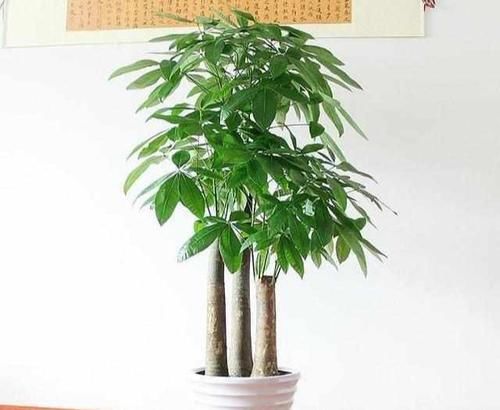  『盆土』养发财树，就4个技巧，主干粗壮从不黄，叶片又大又亮