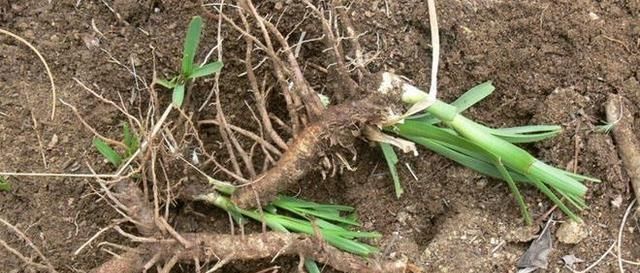  「竹节参」在城里是宝，在农村是草，为何这些高收入的野菜农民