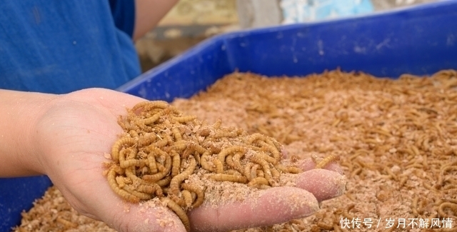  【市场】养殖3年只长2两，市场却卖100元一斤，你敢养殖吗？