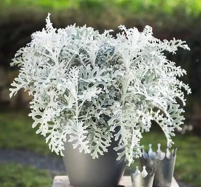  [担当]喜欢雪花？那就养这五种名字带“雪”的花吧，个个都是颜值担当