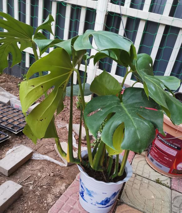  『气温』客厅养龟背竹，谨记“4点”，叶子大开背早，不倒伏，长的高