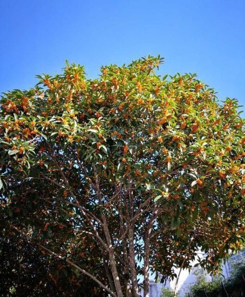  【花钱】4种花太贵别买了，掐个枝就能活，能省不少买花钱！