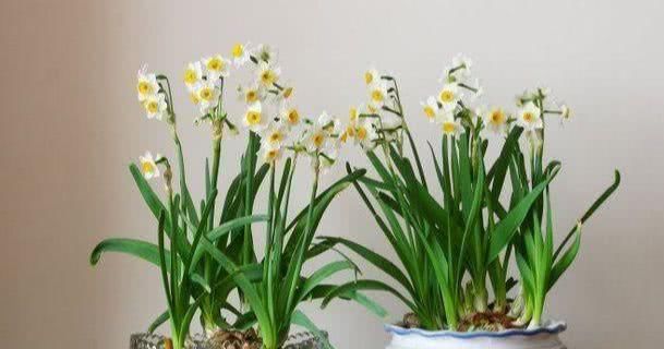  水仙花|误食水仙花幼苗怎么办？