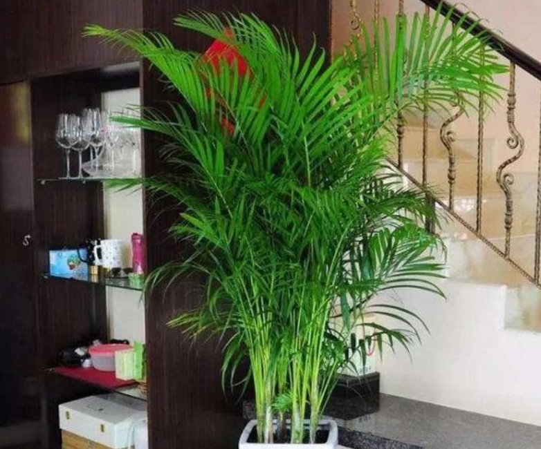  【适合】最适合养在阳台的花，漂亮贵气上档次，简单好养、开花多！
