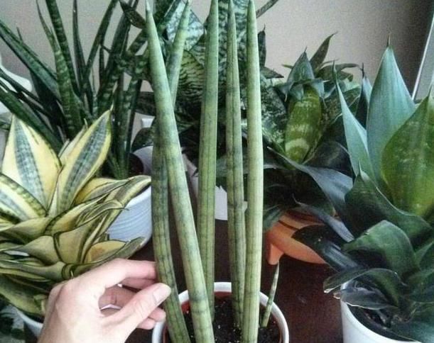 【棒叶】棒叶虎尾兰的养殖方法和注意事项