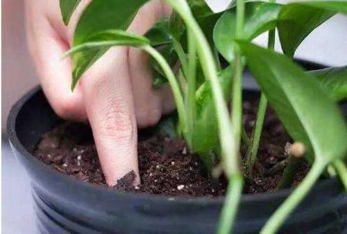  「尿素」乡间趣事！什么豆饼肥、尿素肥，都不如“1抓粪”，养绿萝用一些，3年不用管