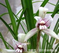  『油绿』春天养兰花，做好4件事，猛长侧芽叶油绿，生长进入快车道！