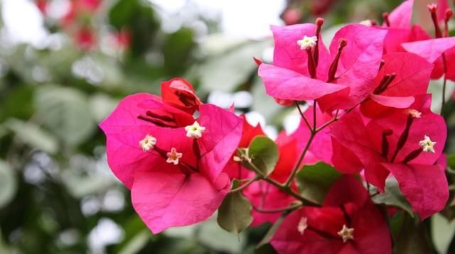  『棵三角』花市买的三角梅,春天换盆时发现塑料袋,想挽救很难了